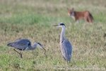 Fuchs schleicht um die Graureiher