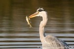 Graureiher beim Fischen