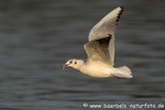 Lachmöwe