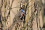 Blaukehlchen