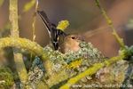 Buchfink im Nest