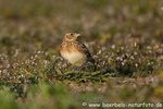 Feldlerche