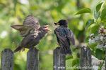 Staren - Fütterung