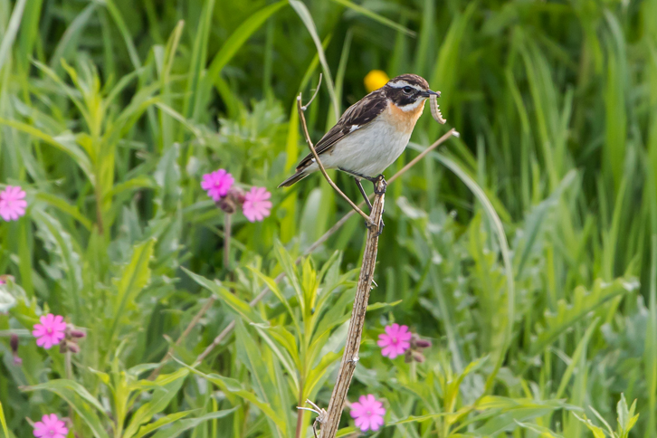 männl. Braunkehlchen