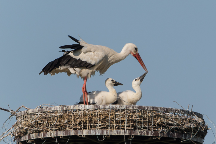 Weißstörche