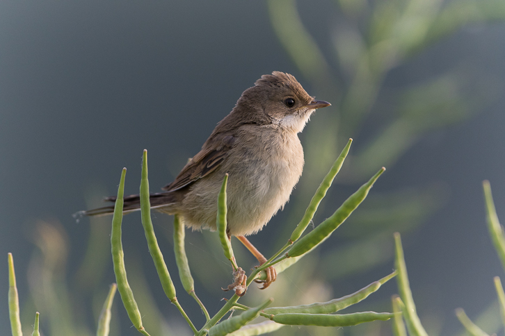 junge Dorngrasmücke