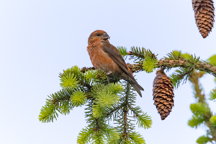 Fichtenkreuzschnabel