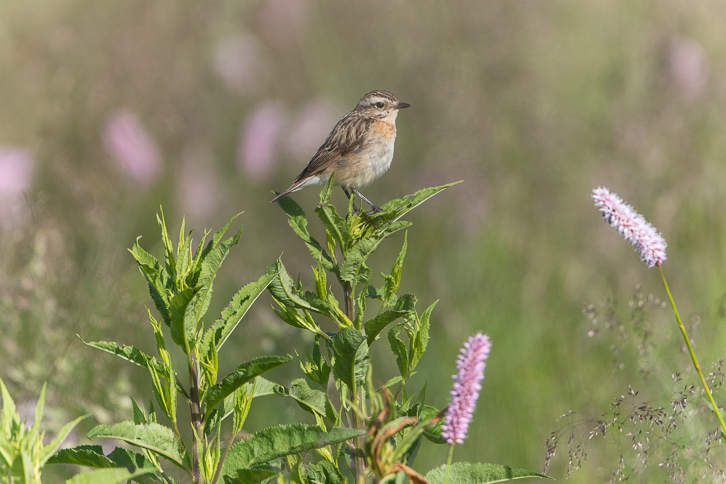 weibl. Braunkehlchen